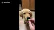 This US golden retriever puppy really hates broccoli