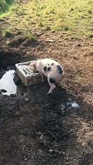 Une truie fait pipi en buvant