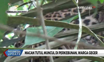 Macan Tutul Muncul di Perkebunan, Warga Geger