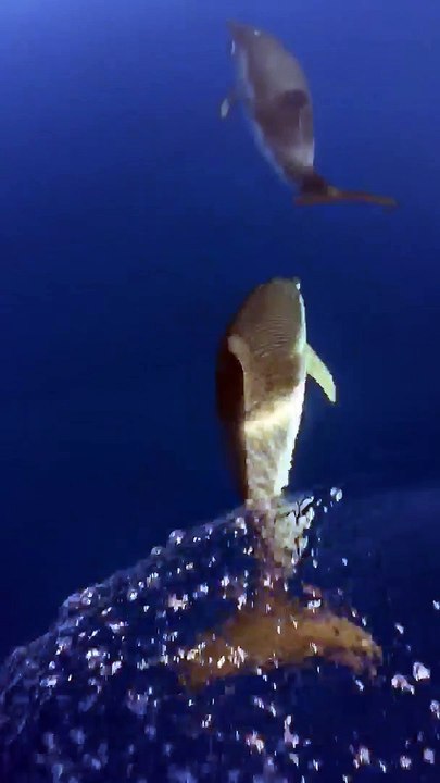 Les rencontres avec les dauphins se multiplient sur le littoral provençal