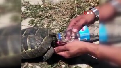 Polis memurundan kaplumbağaya şefkat eli