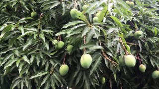 MANGO TREE WITH TOO MANY MANGO