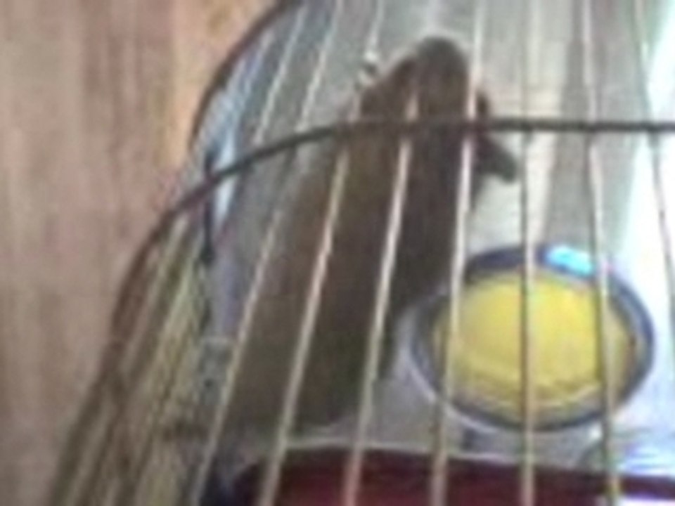 cage break