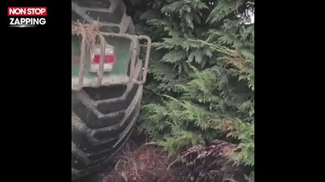 L214 : la nouvelle vidéo choc d'un élevage de porcs (vidéo)