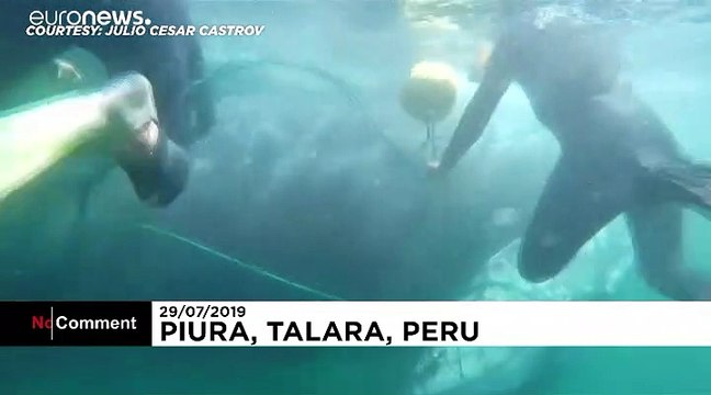 Спасение кита в Перу