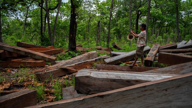 Plundering Cambodia's Forests | 101 East