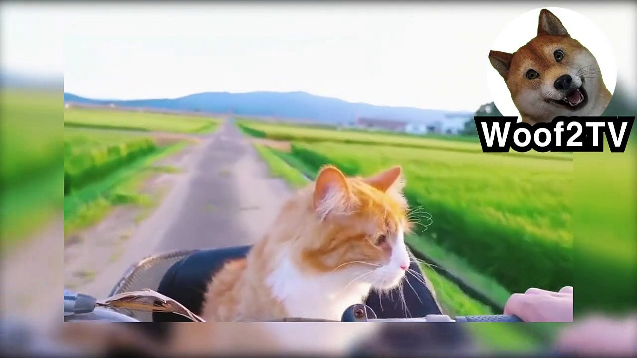the story of cute and pretty animals