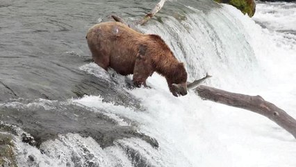 خرس قهوه‌ای ماهی «پرنده» را در هوا شکار می‌کند