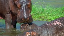 BBC Hippos: Africa's River Giants (2019)