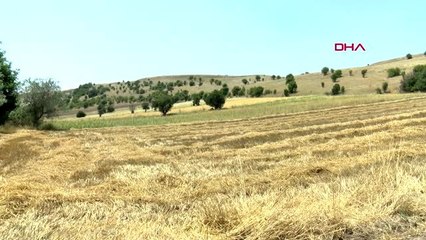 ANKARA Kaçan kurbanlık boğaları belediye timi yakaladı-Ekiyle yeniden