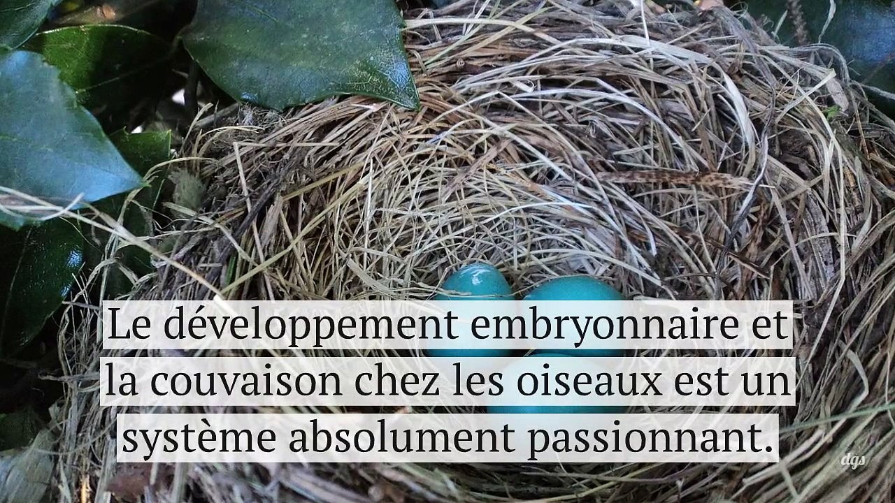 Les embryons d'oiseaux répondent à travers leurs coquilles aux alertes de leurs parents