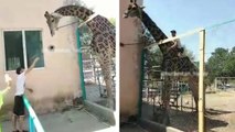 Un homme ivre monte sur le dos d'une girafe
