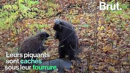 Le porc-épic, un animal à la défense bien rodée