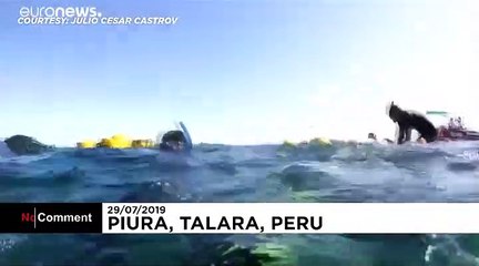 Búvárok mentettek meg egy bálnát a biztos haláltól Peruban