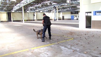 Au coeur de la brigade canine