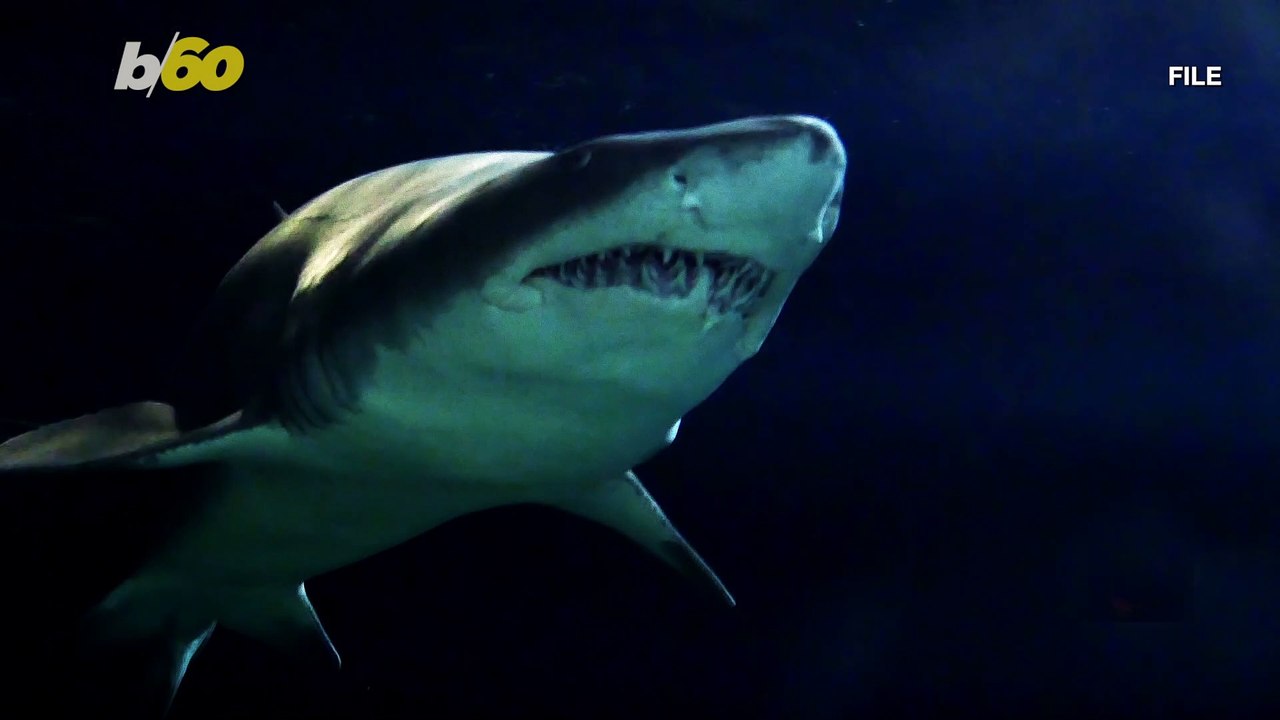 Scuba Diving Grandmother Helps Shark Tangled in Fishing Line
