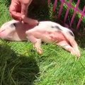 Quand on essaie de reveiller un cochon paresseux. Observez ce qui arrive !