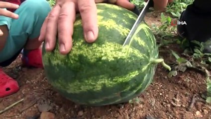 Doğu Karadeniz'in Tek Karpuz Üretim Merkezinde Hasat Başladı