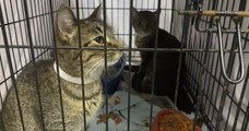 Aux États-Unis, une ville propose de payer ses contraventions en nourrissant les chats abandonnés dans un refuge