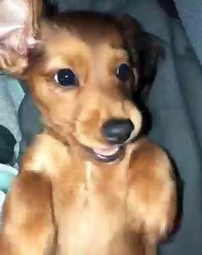 Ce chiot s'endort dès qu'on lui met sa chanson préférée. Adorable !