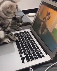 Ce chat est un geek. Admirez ce qu'il fait !