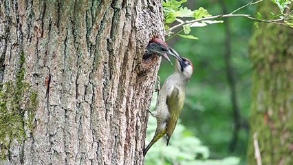 Green Woodpecker Feeding