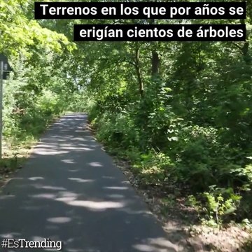 Amenazados por la sequía y los insectos, los bosques en Alemania se están reduciendo