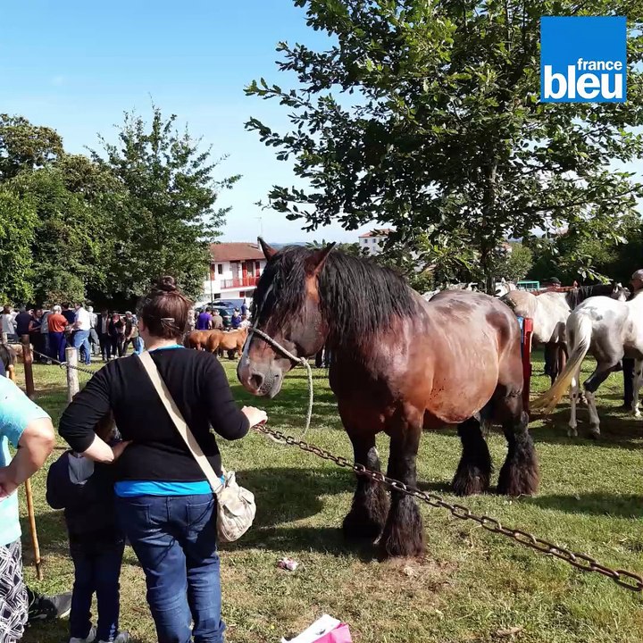 La foire_de_Garris s'achève jeudi : la plus vieille foire agricole du Sud Ouest