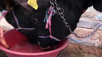 Atakum Canlı Hayvan Pazarı üreticiyle birlikte açıldı