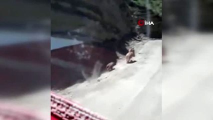 Irak sınırında boz ayılar böyle görüntülendi