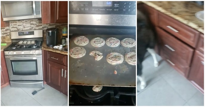 Cão incrimina-se antes de arranjar qualquer desculpa para o desaparecimento dos biscoitos