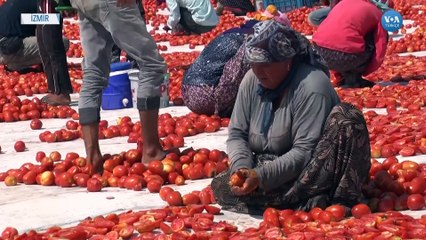 Torbalı’da Domatesler İhracat İçin Kurutuluyor