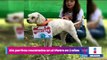 ¿Buscas mascota? Adopta a perritos rescatados en el Metro | Noticias con Yuriria Sierra