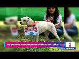 ¿Buscas mascota? Adopta a perritos rescatados en el Metro | Noticias con Yuriria Sierra