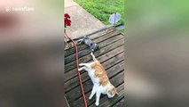 Adorable baby kitten has perfect new toy: older cat's tail