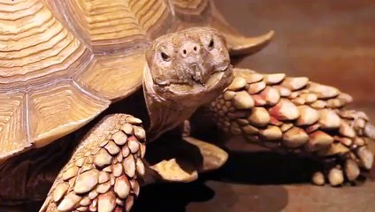 상록일본인출장대박≑상록출장안마 -후불100%ョOiOZ7467Z4367｛카톡MAS91｝ 상록전지역출장안마 상록오피걸 상록출장마사지 상록안마 상록출장마사지 상록콜걸샵후기≄≄≄