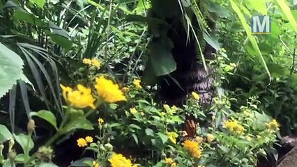 Les papillons sont au paradis au Carbet Amazonien