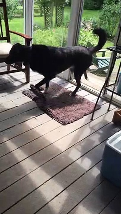 Dog Helps Bird Find Freedom