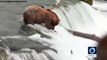 Cet ours gobe les saumons dans une cascade !