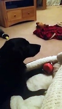 Ce chien imite chewbacca dans Star Wars !