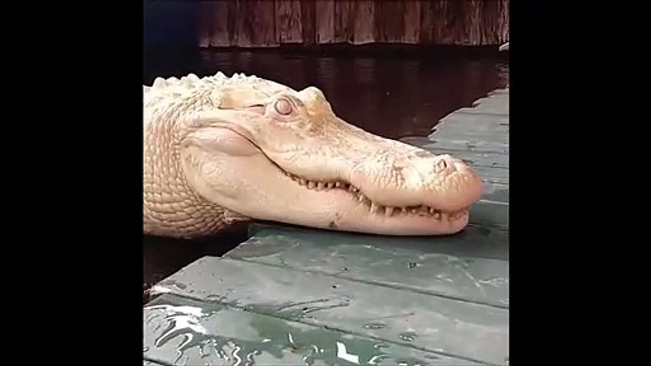 Avez-vous déjà vu un crocodile albinos... complètement blanc !!