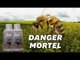 En Russie, les abeilles sont toutes en train de mourir et personne ne fait rien
