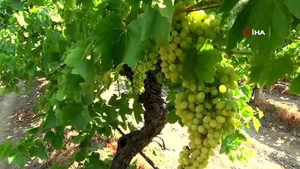 Rusya ve AB ülkelerinin üzümü Buldan'dan yola çıktı