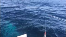 Baleia se exibe perto de barco em Marataízes