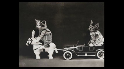 CUTE FUNNY KITTENS from Early 20th Century!