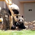 Lorsqu'un Panda passe son temps à manger et ne veut pas bouger. Trop drôle !