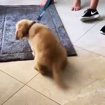 Ce chiot veut sortir jouer à tout prix. Trop drôle !