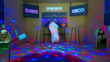 HAMSTER in the CLUB /  FUNNY MOMENT /  Funny Hamster Video