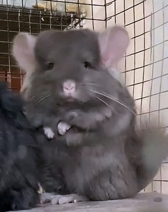 Observez attentivement ce que ce chinchilla va...