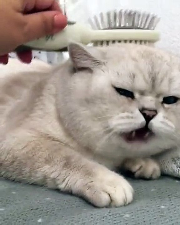 Ce chat profite des caresses de sa maman avec beaucoup d'humour. Admirez !